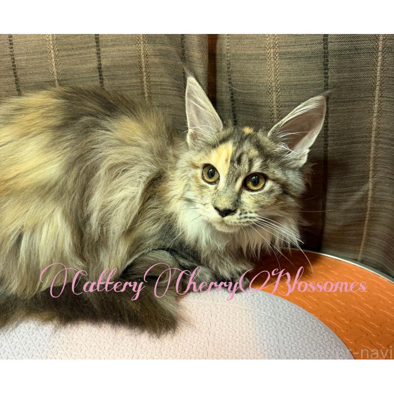 販売中の神奈川県のメインクーン-136934の11枚目