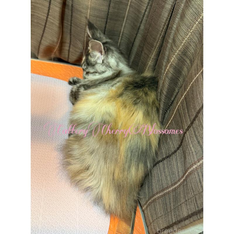 販売中の神奈川県のメインクーン-136934の10枚目