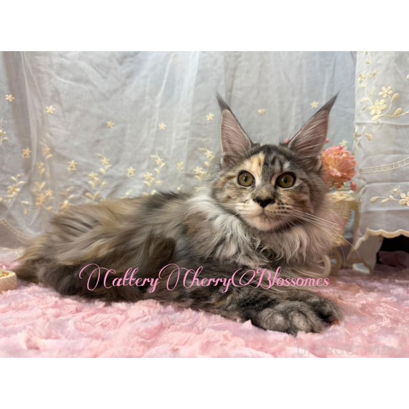 販売中の神奈川県のメインクーン-136934の9枚目