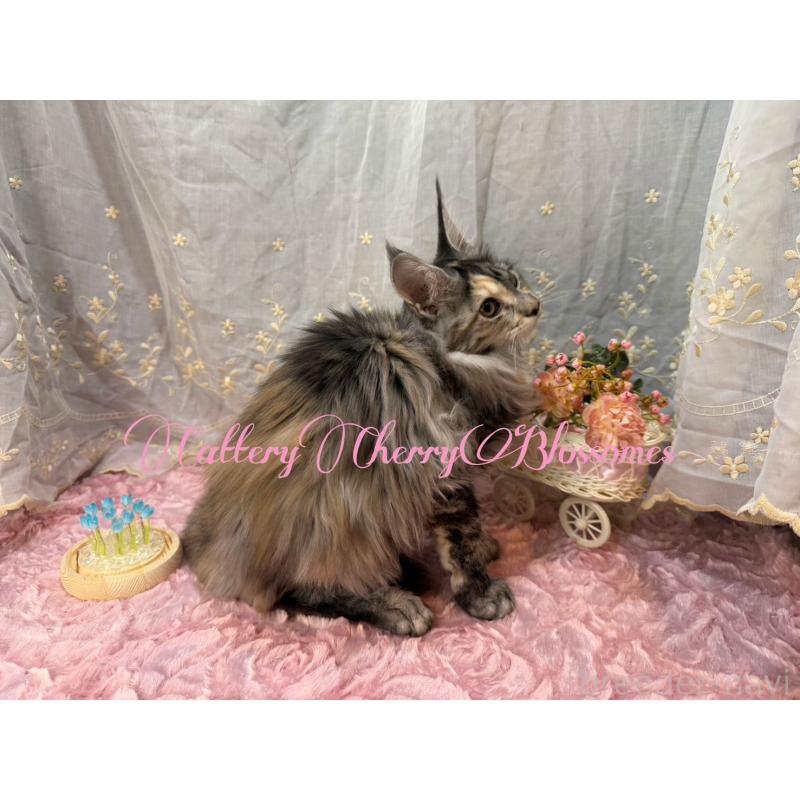 販売中の神奈川県のメインクーン-136934の8枚目