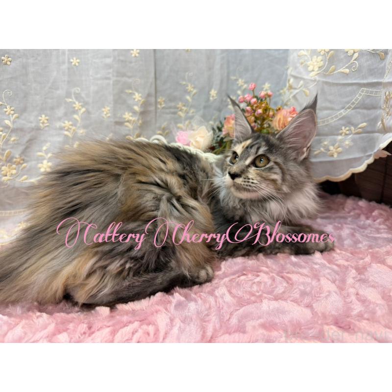 販売中の神奈川県のメインクーン-136934の7枚目