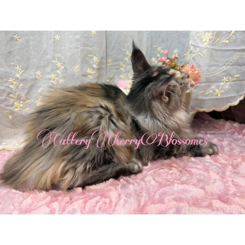 販売中の神奈川県のメインクーン-136934の6枚目