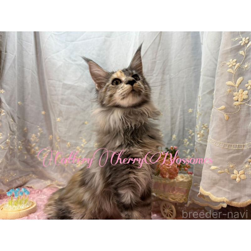 販売中の神奈川県のメインクーン-136934の5枚目