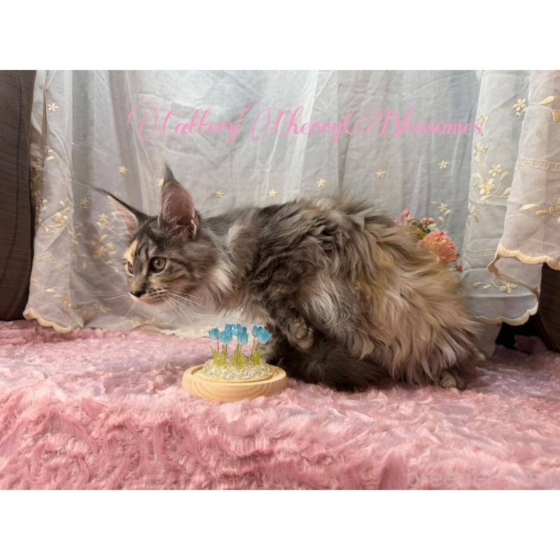 販売中の神奈川県のメインクーン-136934の4枚目