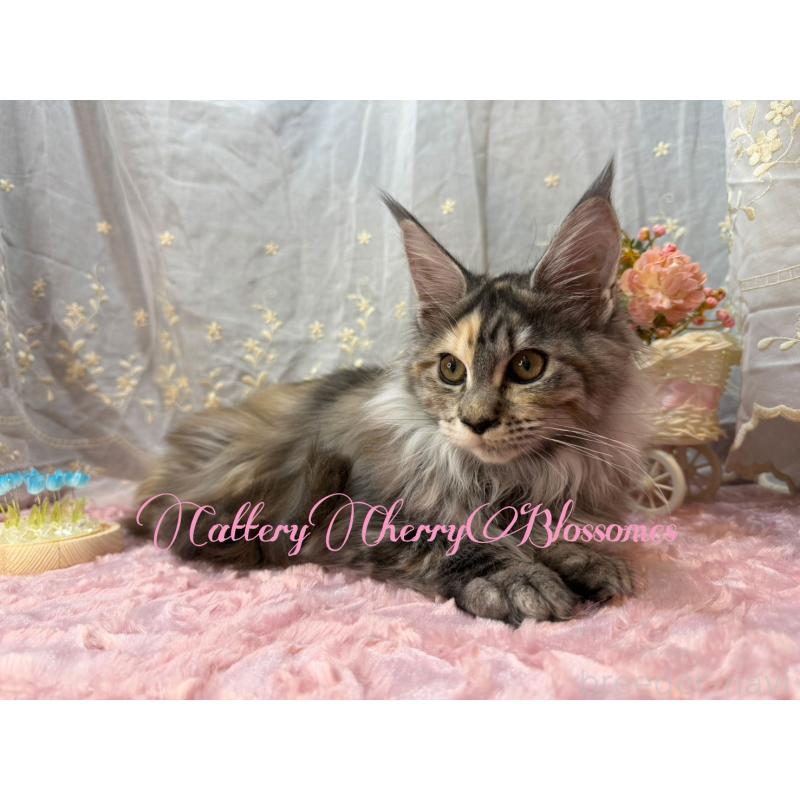 販売中の神奈川県のメインクーン-136934の3枚目