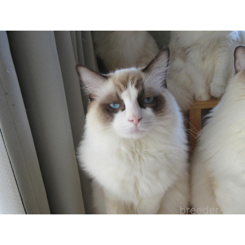 販売中の大分県のラグドール-121230の3枚目