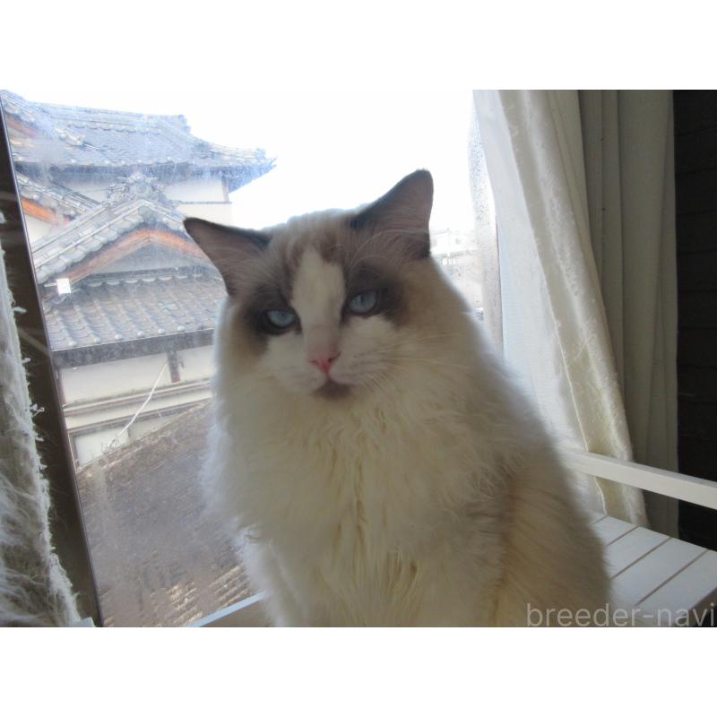 販売中の大分県のラグドール-121137の5枚目