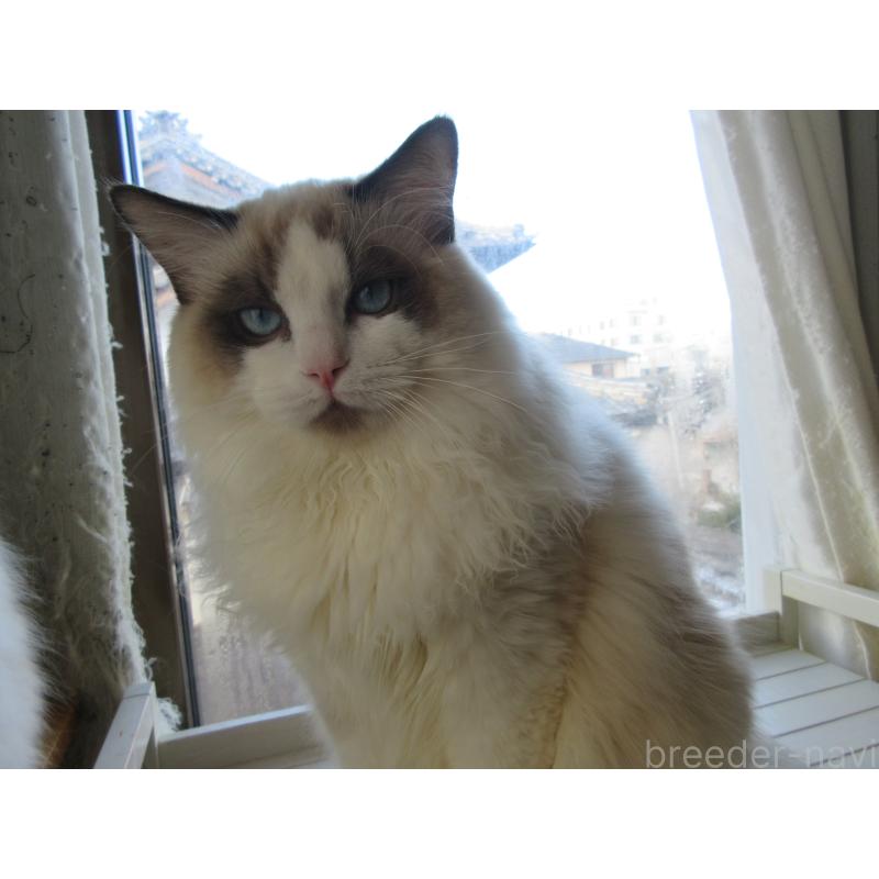 販売中の大分県のラグドール-121137の4枚目