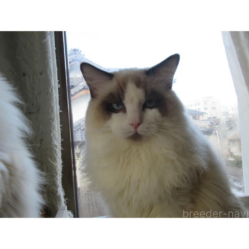 販売中の大分県のラグドール-121137の3枚目