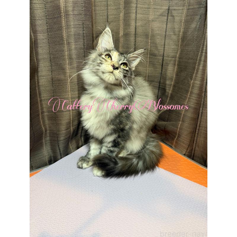 販売中の神奈川県のメインクーン-136935の13枚目