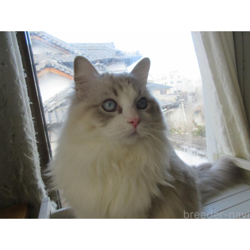 商談中の大分県のラグドール-135284の4枚目