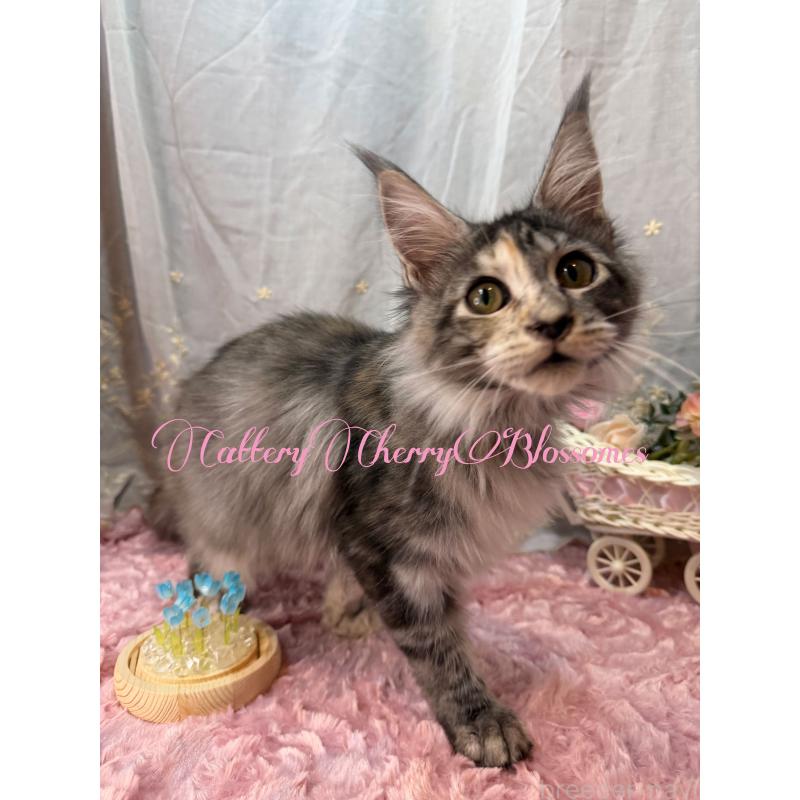 販売中の神奈川県のメインクーン-136935の12枚目