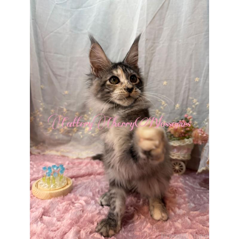 販売中の神奈川県のメインクーン-136935の10枚目