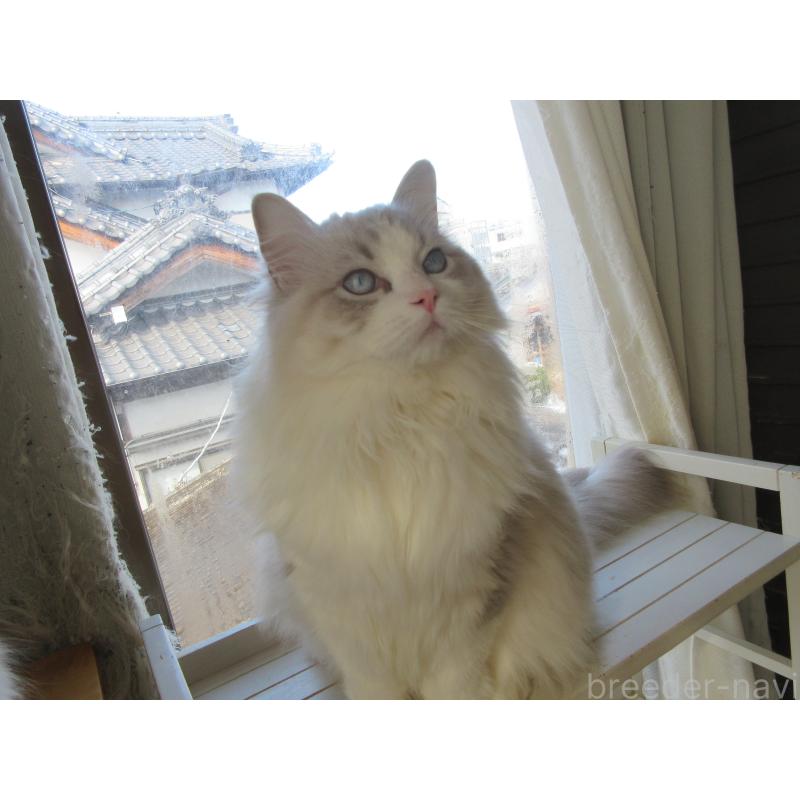 商談中の大分県のラグドール-135284の3枚目