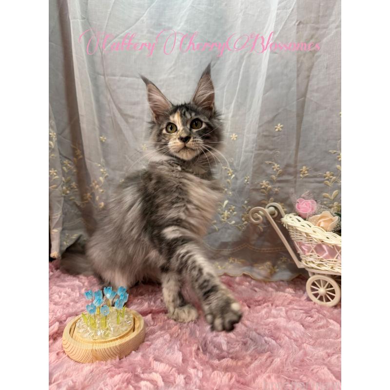 販売中の神奈川県のメインクーン-136935の9枚目