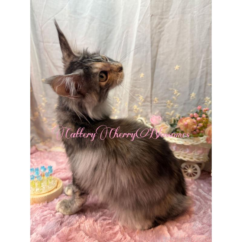 販売中の神奈川県のメインクーン-136935の8枚目