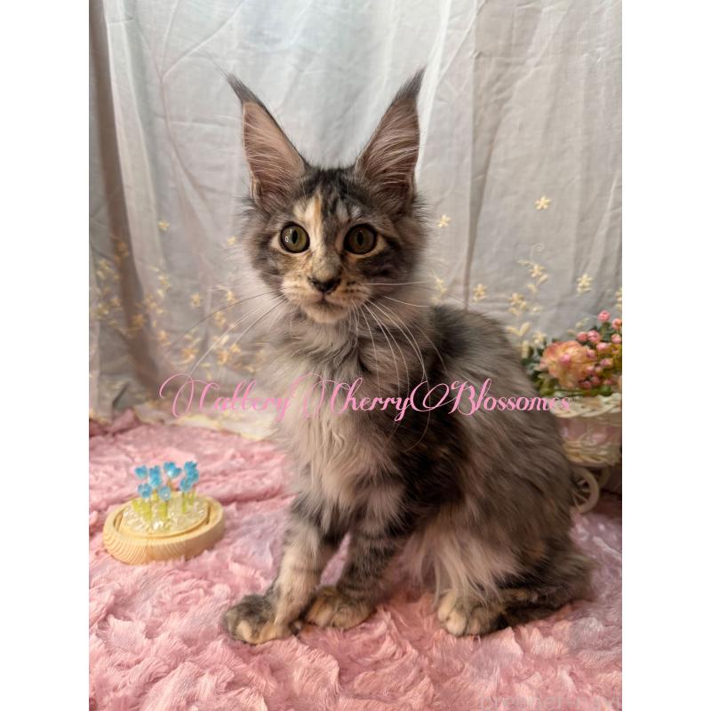 販売中の神奈川県のメインクーン-136935の7枚目