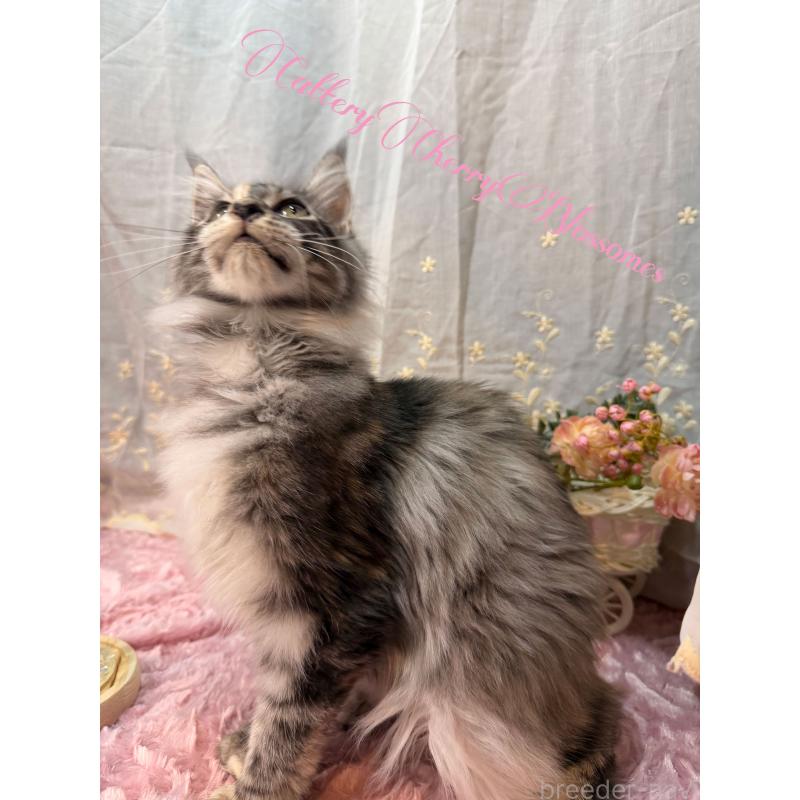 販売中の神奈川県のメインクーン-136935の6枚目