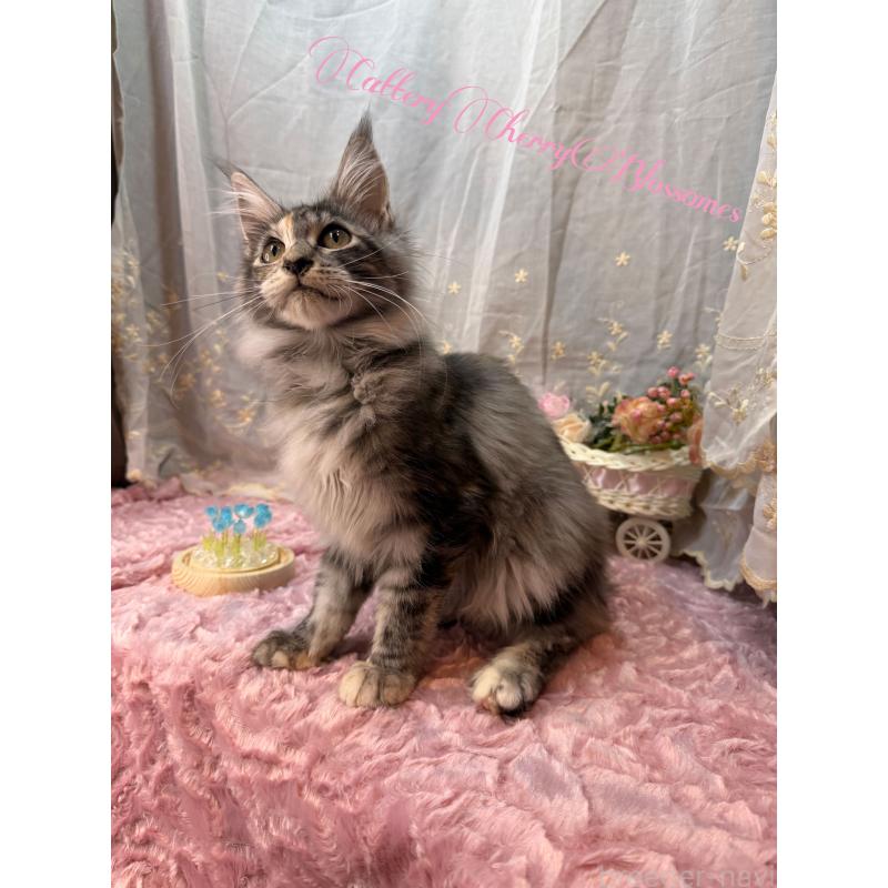 販売中の神奈川県のメインクーン-136935の3枚目