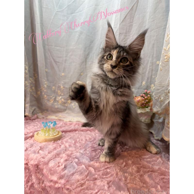 販売中の神奈川県のメインクーン-136935の2枚目