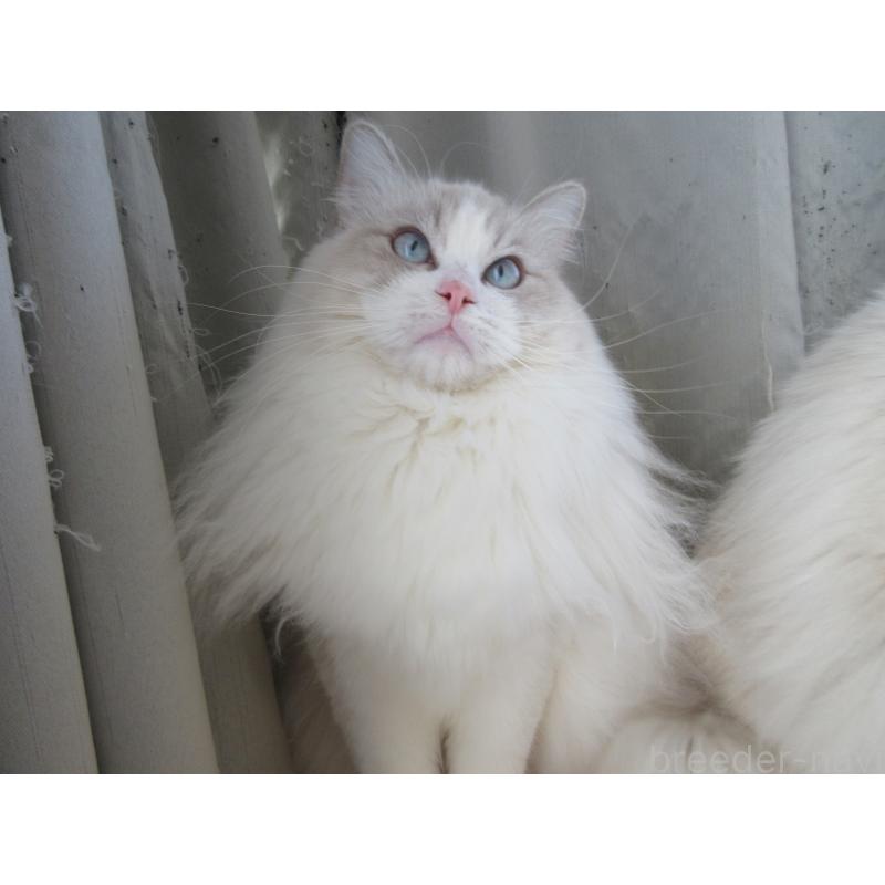 販売中の大分県のラグドール-112407の2枚目