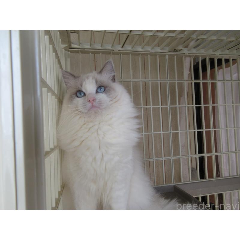 販売中の大分県のラグドール-114889の3枚目