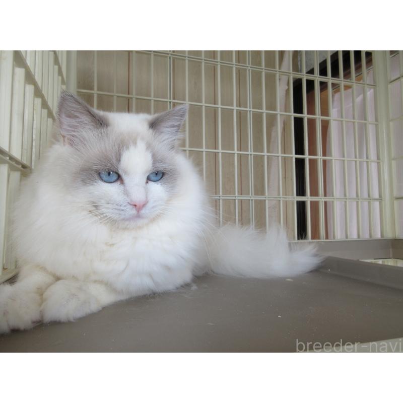 販売中の大分県のラグドール-114889の2枚目