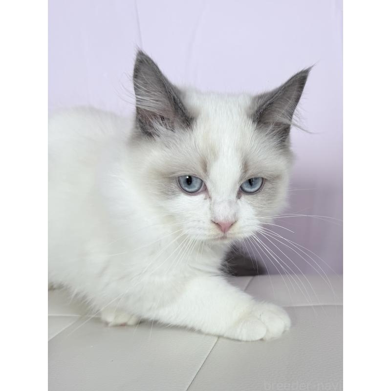 販売中の千葉県のラグドール-136936の5枚目