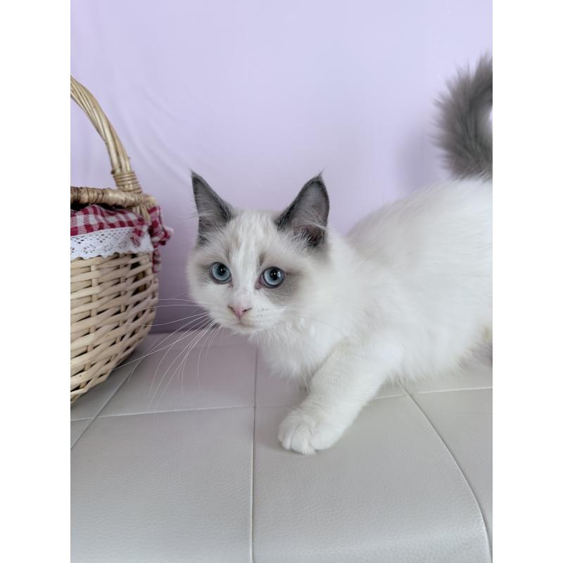 販売中の千葉県のラグドール-136936の4枚目