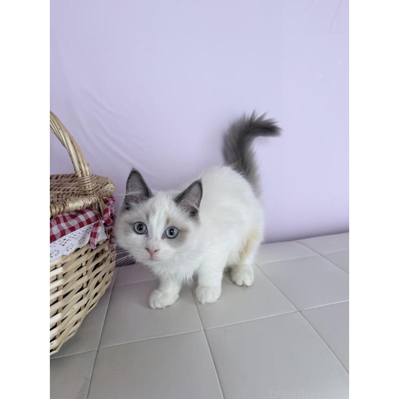 販売中の千葉県のラグドール-136936の3枚目