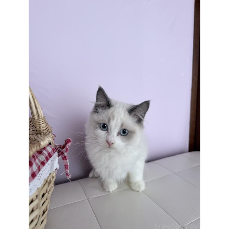 販売中の千葉県のラグドール-136936の2枚目