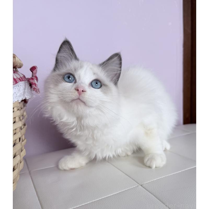 販売中の千葉県のラグドール-136937の5枚目