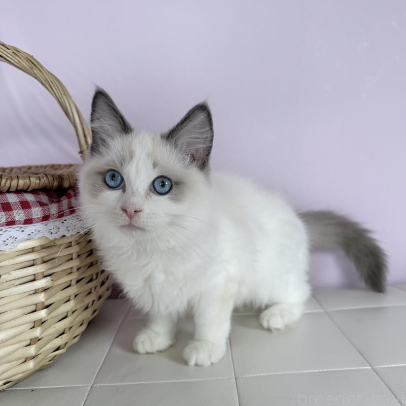 販売中の千葉県のラグドール-136937の4枚目