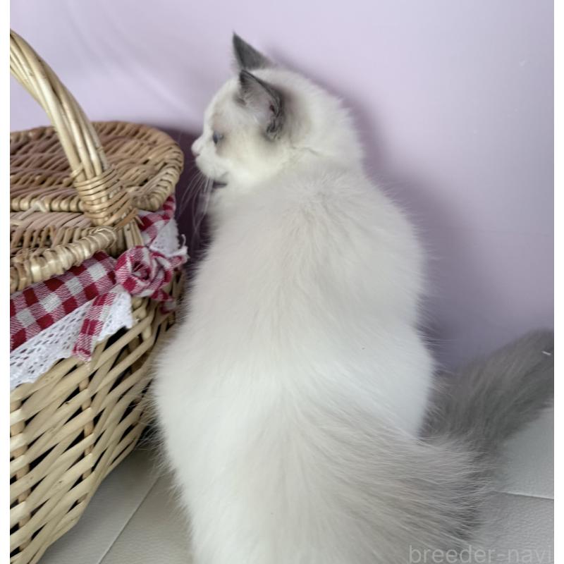 販売中の千葉県のラグドール-136937の3枚目