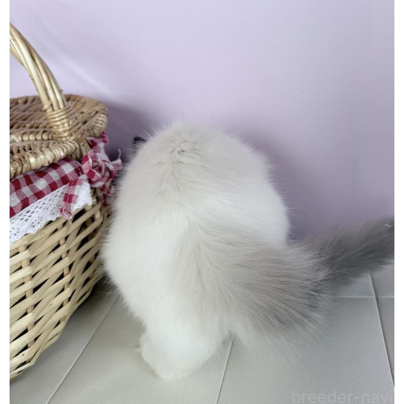 販売中の千葉県のラグドール-136937の2枚目