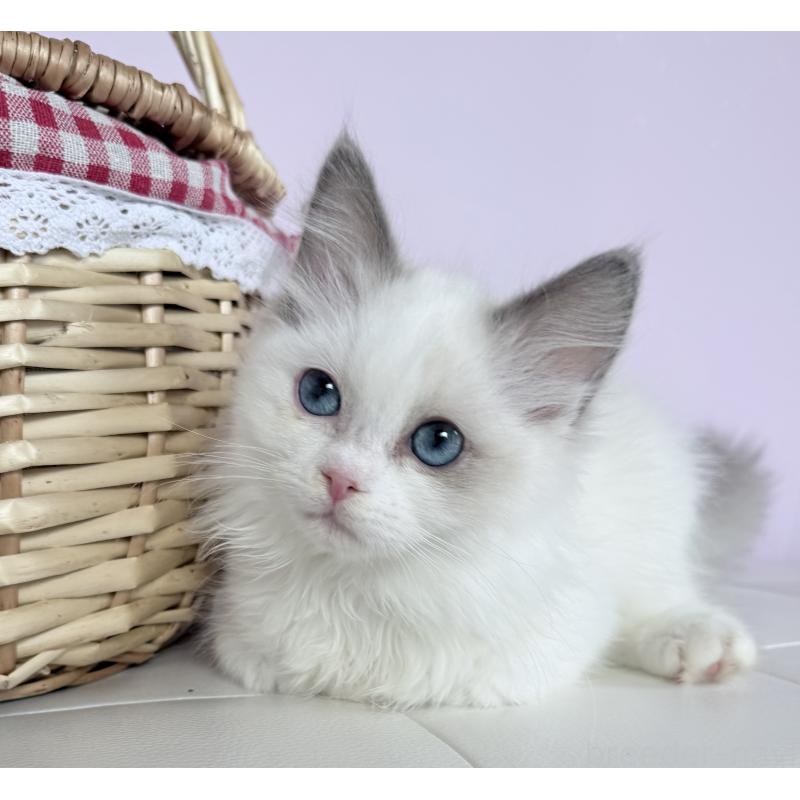 販売中の千葉県のラグドール-136938の6枚目