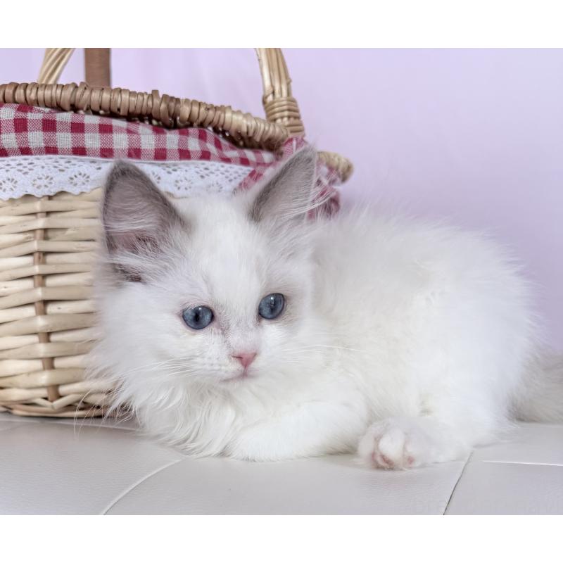 販売中の千葉県のラグドール-136938の5枚目