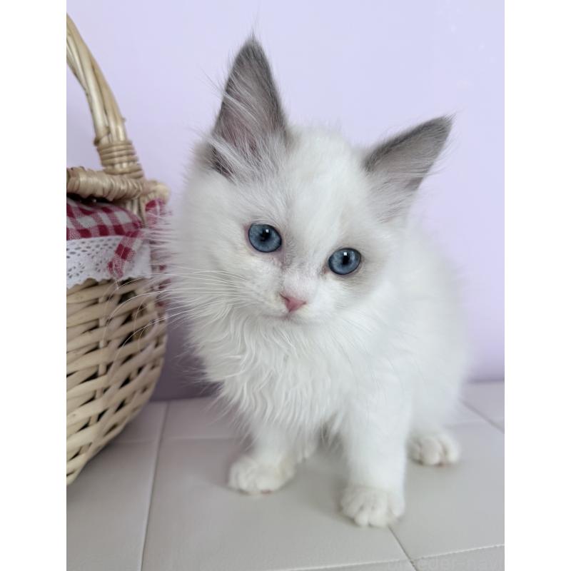 販売中の千葉県のラグドール-136938の4枚目