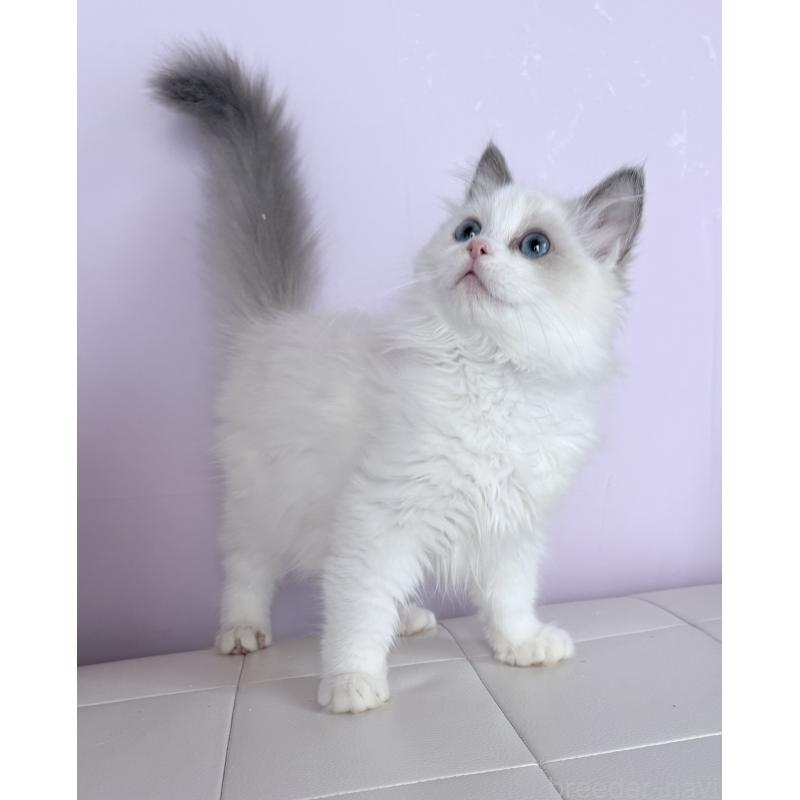 販売中の千葉県のラグドール-136938の3枚目