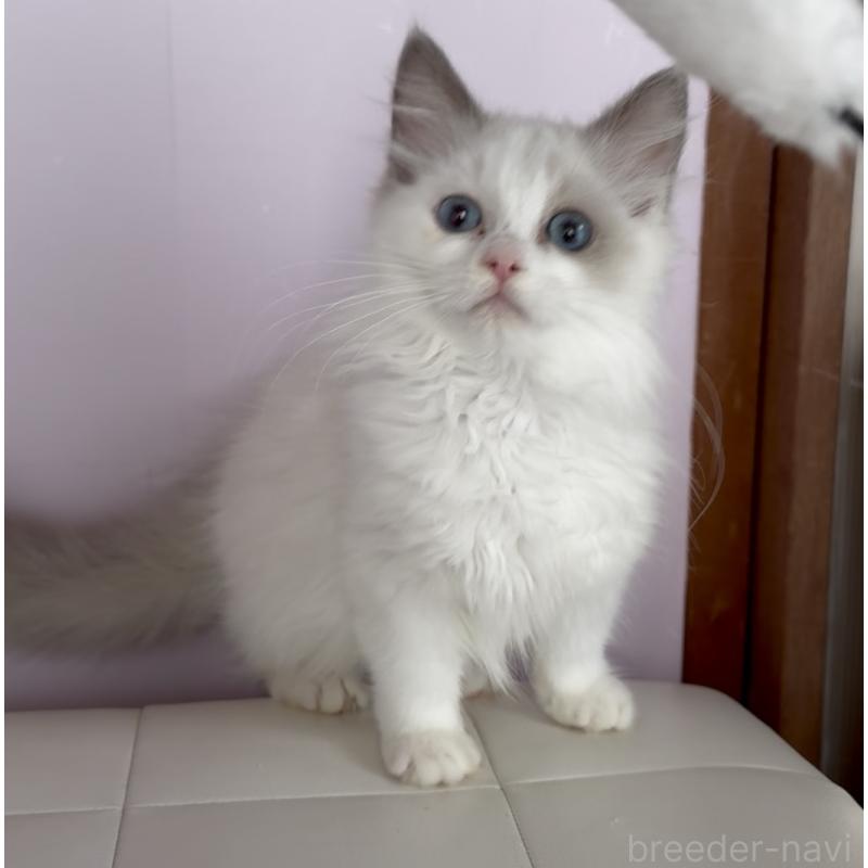 販売中の千葉県のラグドール-136938の2枚目