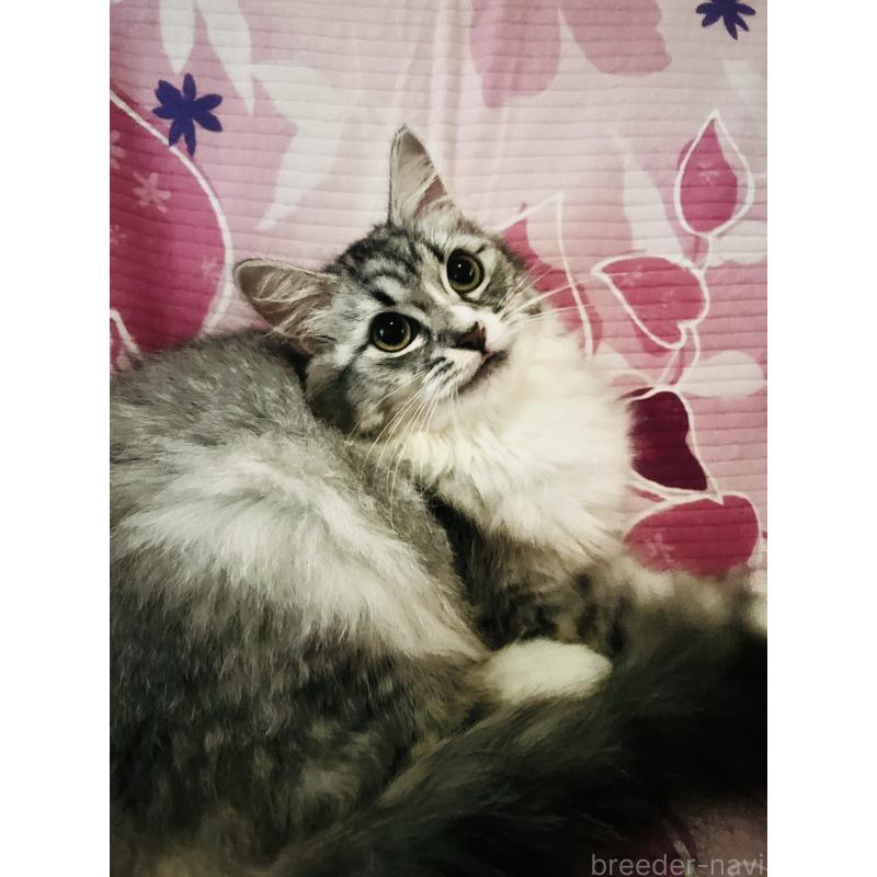 成約済の大阪府のミヌエット-124029の5枚目