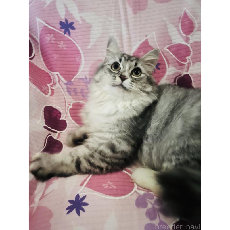 成約済の大阪府のミヌエット-124029の4枚目