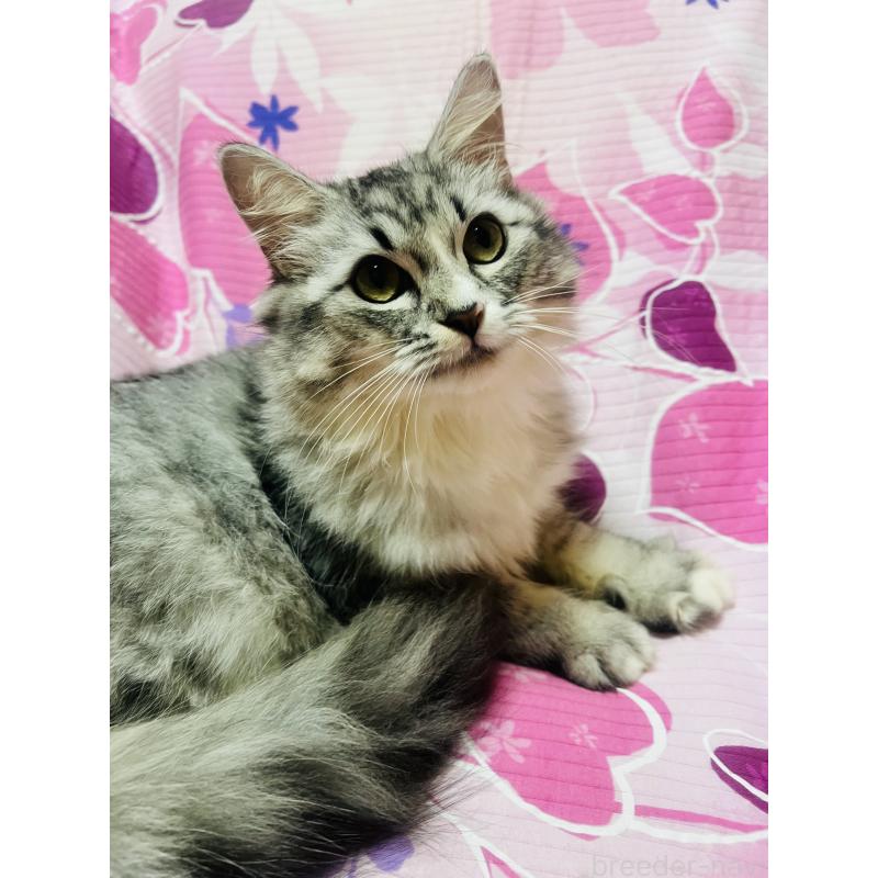 成約済の大阪府のミヌエット-124029の3枚目