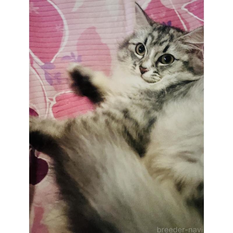 成約済の大阪府のミヌエット-124029の2枚目