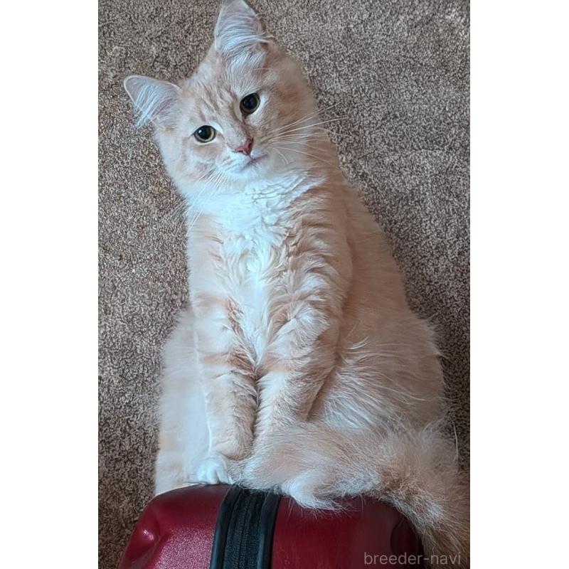 販売中の滋賀県のノルウェージャンフォレストキャット-133234