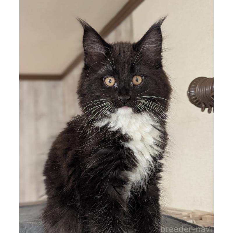 販売中の愛媛県のメインクーン-134650の6枚目