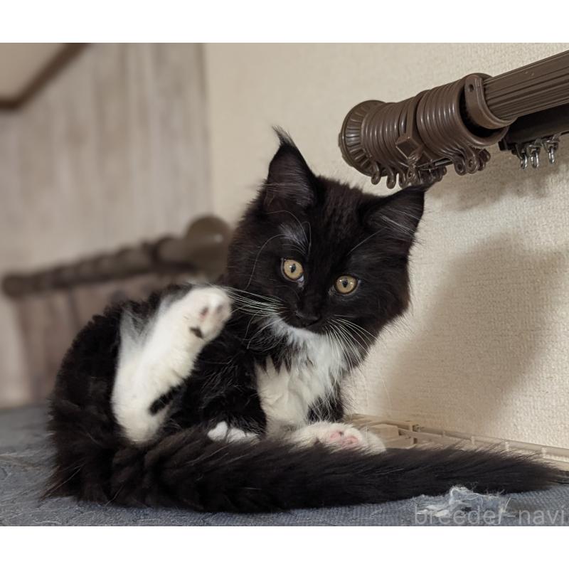 販売中の愛媛県のメインクーン-134650の5枚目