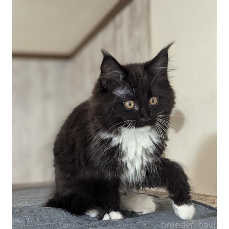 販売中の愛媛県のメインクーン-134650の4枚目