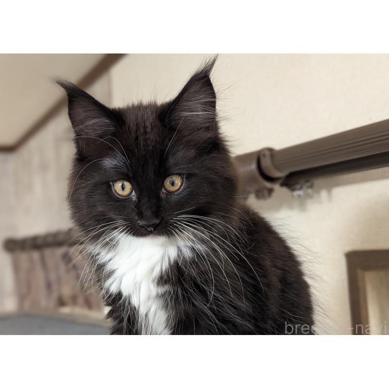 販売中の愛媛県のメインクーン-134650の2枚目