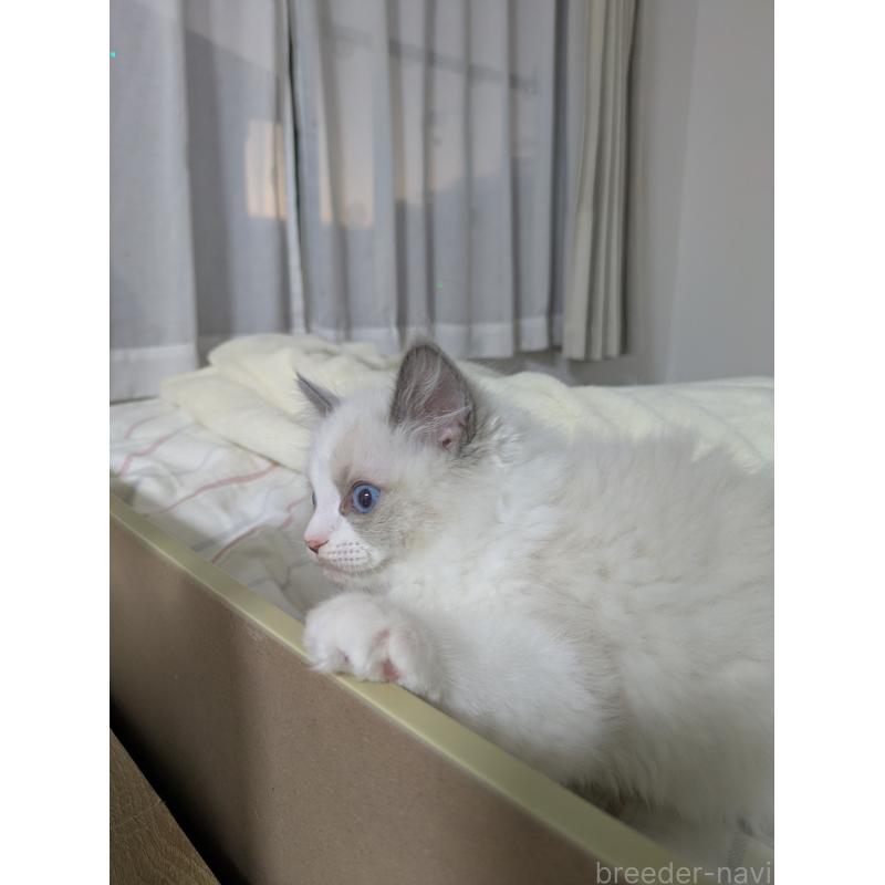 販売中の大阪府のラグドール-136939の6枚目